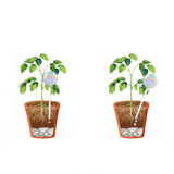 2 Pack Glass Plant Watering Globes