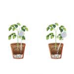 2 boules d'arrosage de plantes de verre pack view 3