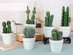 Cactus de espuma view 2